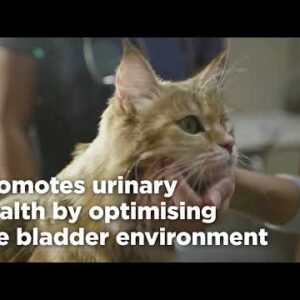 w/d Multi-Benefit Dry Cat Food 1.5kg