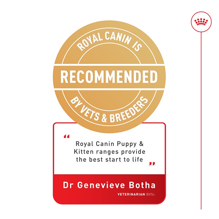 Kitten Food in Jelly 85g x12 - Image 11