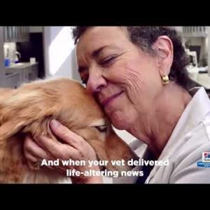 B/D Brain Aging Care Adult Dog Food 7.98kg
